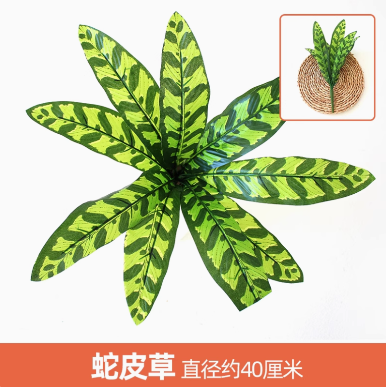 花色 蛇皮草1枝