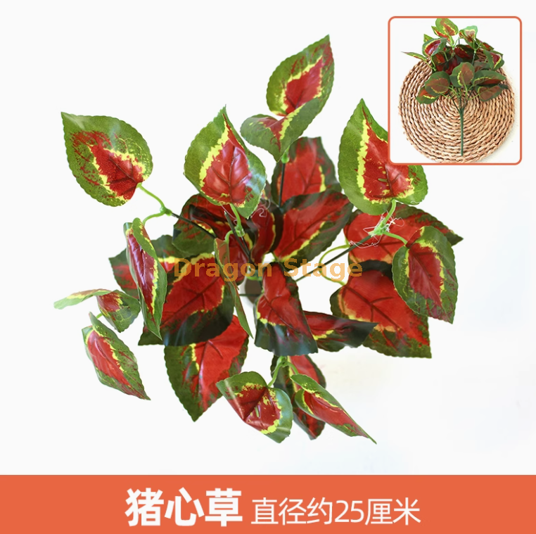 黑色 猪心草1枝