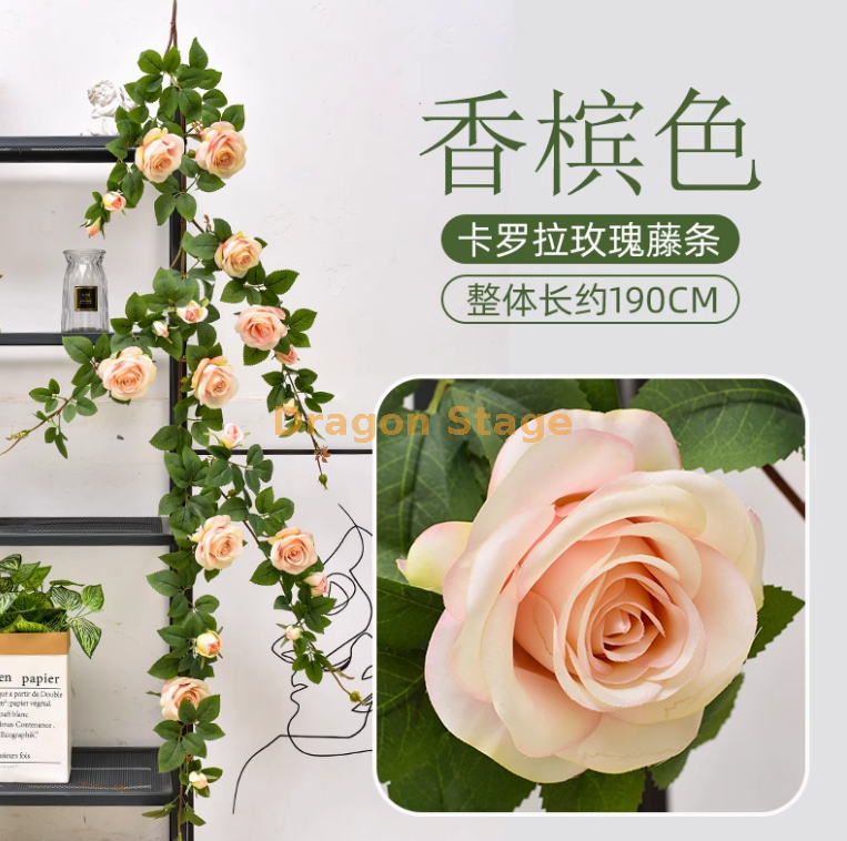 浅香槟卡罗拉大玫瑰藤1条