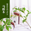 Simulated tree branches, leaves, hanging clocks with fruits, olive branches, southern sky bamboo, indoor soft decoration, horse drunk wood -1 branch
