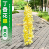 Simulated wisteria tofu pudding string violets false ceiling flower rattan gold new 4-branch clove flower - yellow 1 branch