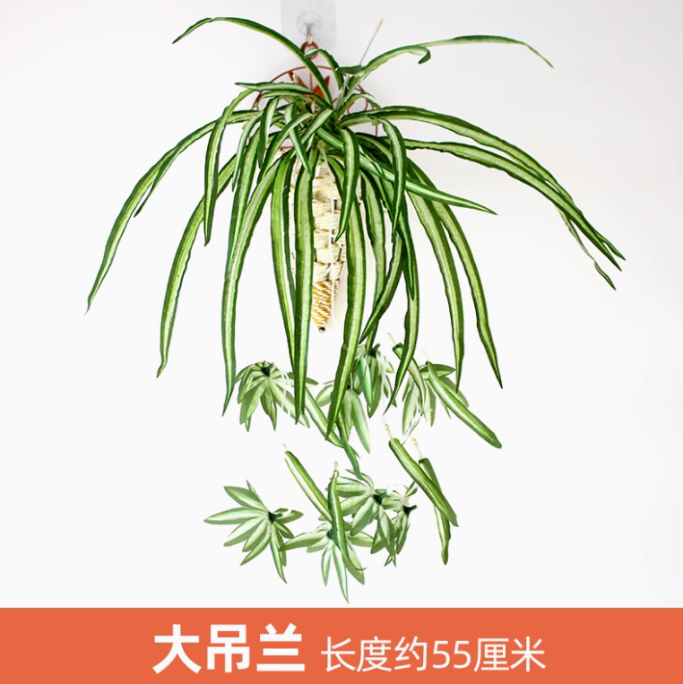 乳白色 大吊兰1束