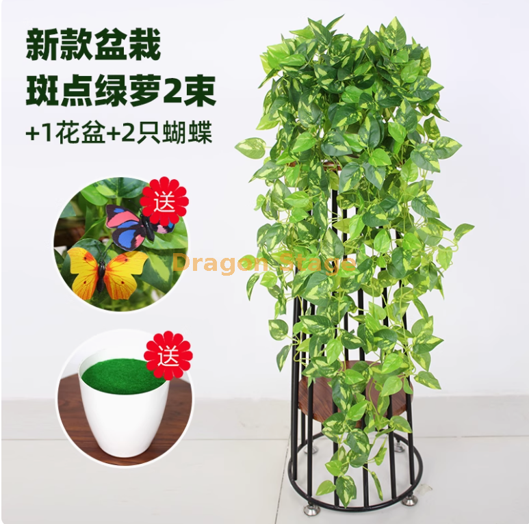 盆栽斑点绿萝2束+盆