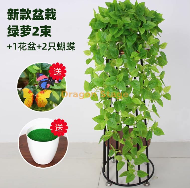 盆栽精灵绿萝2束+盆