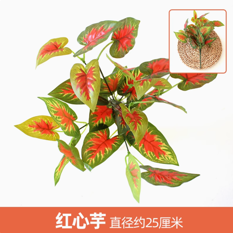 西瓜红 红心芋1枝