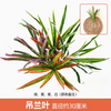 Green plant simulation plant wall plastic lawn balcony indoor background flower wall light purple chlorophytum comosum 1 color note