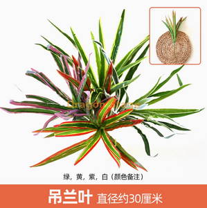 Green plant simulation plant wall plastic lawn balcony indoor background flower wall light purple chlorophytum comosum 1 color note