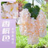 Simulated wisteria tofu pudding string violet false ceiling flower rattan interior wedding decoration Antie wisteria [ultra dense] champagne (6 pieces)