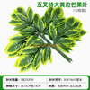 Simulated Banyan Tree Leaves, Red Maple Leaves, Ginkgo Leaves, Indoor Fake Branches, Light Yellow, Five Forked Yellow, Mango Leaves, 12 Branches