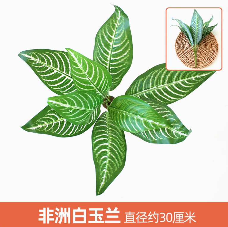 白色 非洲白玉兰1枝