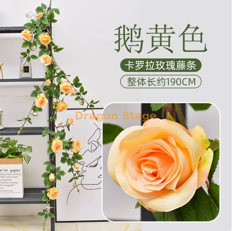 深香槟卡罗拉大玫瑰藤1条